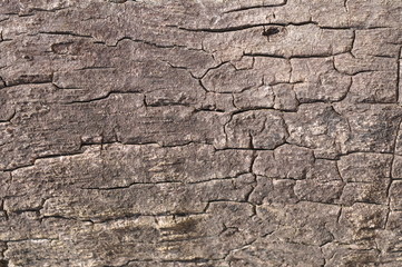 Palm Tree Trunks texture.Palm Trees