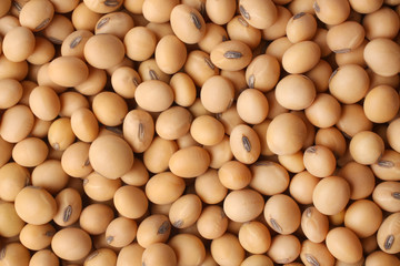 Dried soya beans