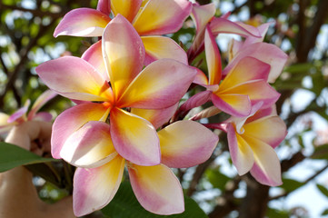 Jasmine Flowers on a Tree