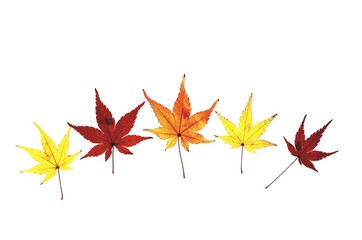 モミジの紅葉　白背景