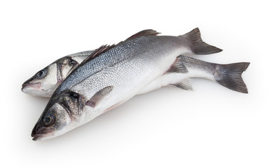Seabass isolated on white background with clipping path