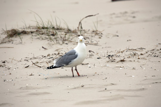 Seagull standing on beach