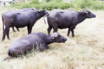 Buffalos in a dairy farm
