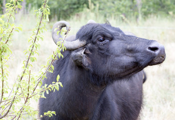 Buffalo in a dairy farm