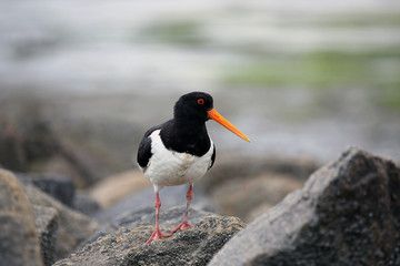 Close-Up of Oystercatcher