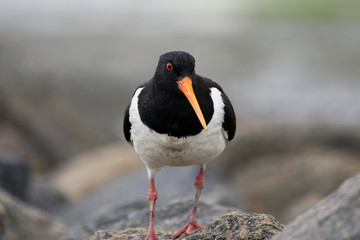 Close-Up of Oystercatcher