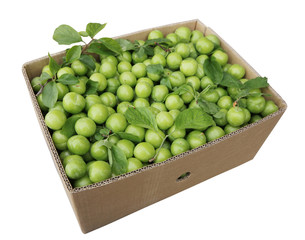 Green  Plum