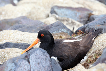 Close-Up of Oystercatcher