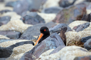 Close-Up of Oystercatcher