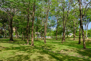 Trees with shadow in public park