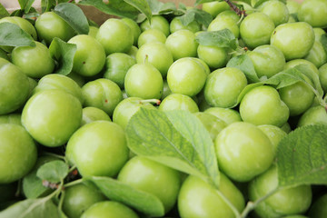 Green  Plum