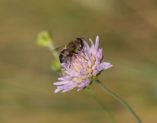 ape sul  fiore