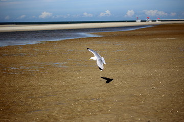 Seagull flying on beach