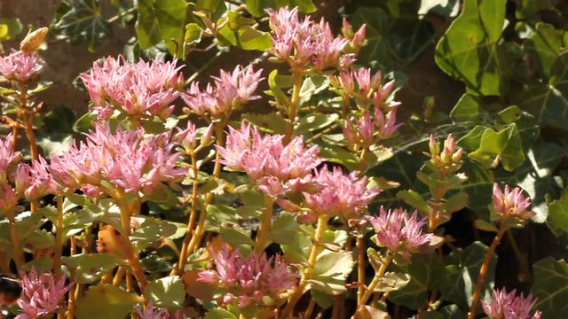 Hot summer day on the flower bed. Detailed view of a purple flower with a mild summer breeze with background blur. Bumblebee looking for pollen, nectar.