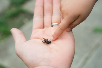 蜂の死骸に触る子供