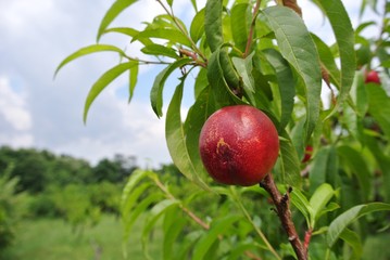 Ripe red nectarines on the tree in an orchard on a cloudy day. Concept of organic farming; fresh, natural, healthy, unprocessed fruit. - 86390176