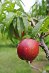 Ripe red nectarines on the tree in an orchard on a cloudy day. Concept of organic farming; fresh, natural, healthy, unprocessed fruit.