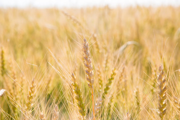 Field with golden ears