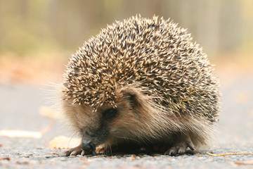 hedgehog close-up portrait