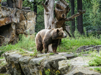 Bear zoo berlin - Germany