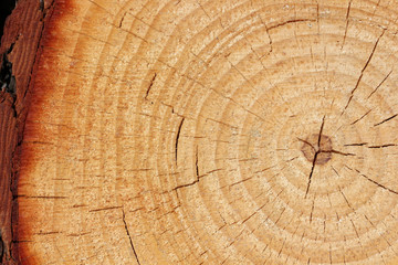 Fototapeta premium Pnia drzewa