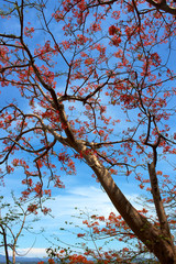 Nature tree and sky in Thailand