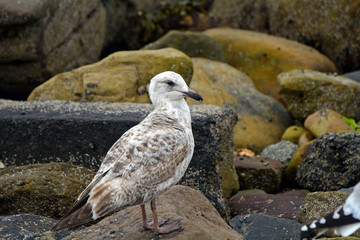 Herring gull, Farne Islands Nature Reserve, England