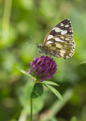 Les Demi-Deuil (Melanargia galathea)