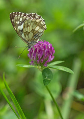 Les Demi-Deuil (Melanargia galathea)