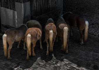 Horse tails