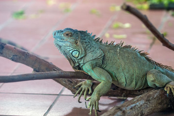 Iguana on a branch