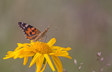Vanessa cardui (La belle dame) :