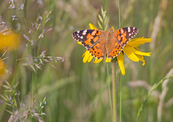 Vanessa cardui (La belle dame) :