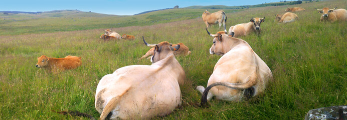 Vaches couchées-plateau d'Aubrac