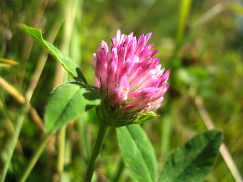pink flower of clover