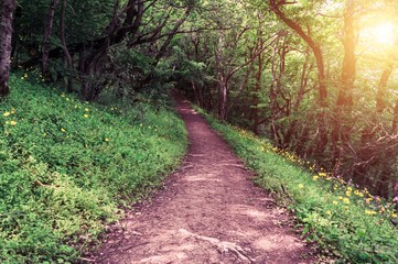 Fototapeta premium Pathway in the forest