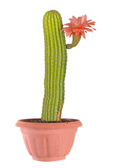 Cactus with red flowers isolated on white background