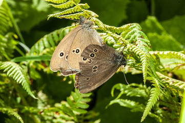 couple de papillons