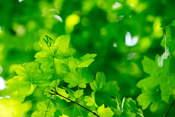 Fototapeta na wymiar green leaves