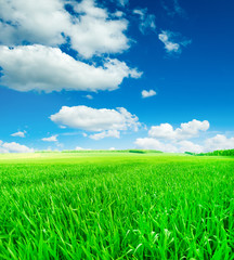 field of spring grass