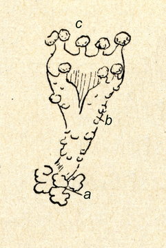 Pixie Cup (Cladonia pyxidata)