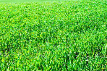Obraz premium Green lawn