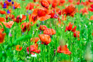 Naklejka premium poppy flowers