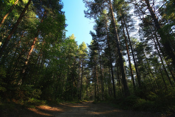 Fototapeta premium forest landscape in summer europe pine