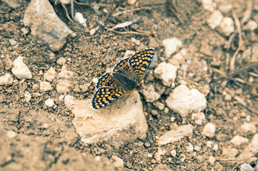 Butterfly on stone toned macro photo