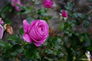 Rose bretonne