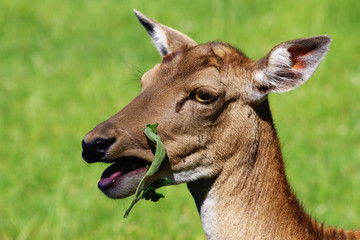 Damwild beim Grasen