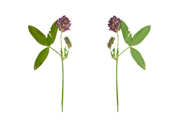Pressed and Dried flower  red clover or trifolium pratense  . Is