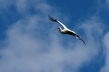 Storch in Schleierwolken
