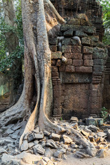 tree in ruin Ta Prohm, Cambodia.